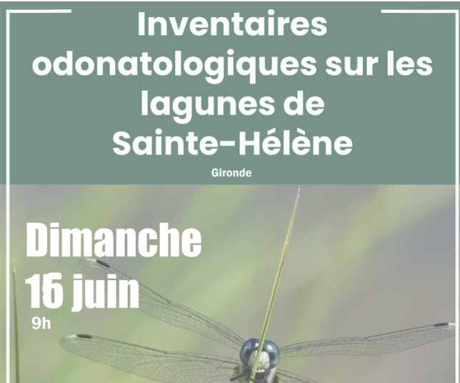 Journée participative de prospections odonates le 16 juin 2024 à Sainte Hélène sur des lagunes forestières