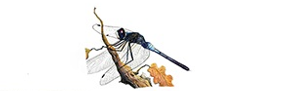 Des sorties nature sur les libellules organisées avec le CEN Nouvelle Aquitaine pendant le mois de juillet ! 