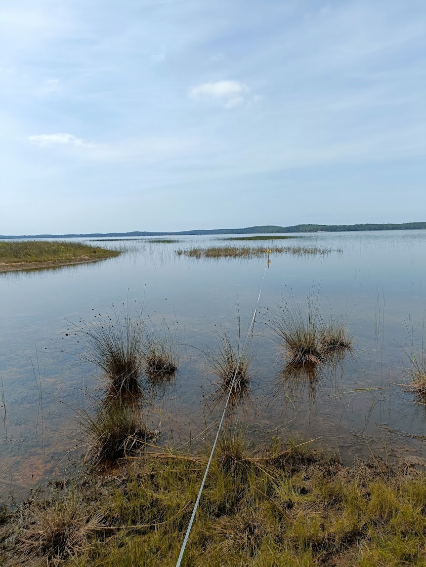 Des suivis de la flore organisés en fin d'été sur les rives des lacs 