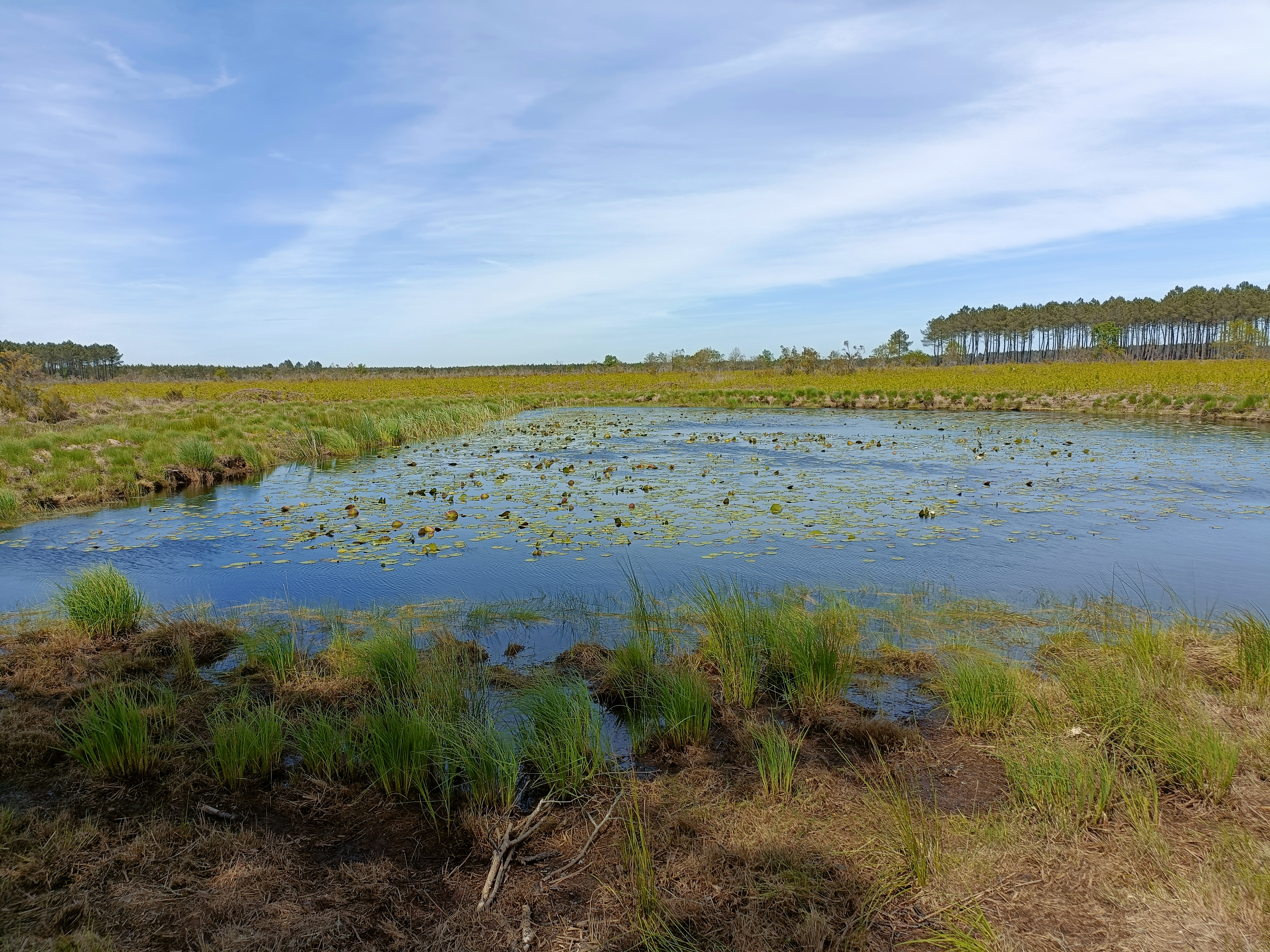 Thèse sur les cycles de nutriments sur le bassin versant des lacs médocains